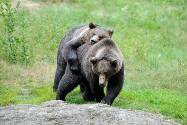 Medvěd hnědý (Ursus arctos) — Stock fotografie