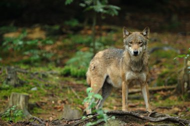 Gri kurt (canis lupus)
