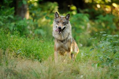 Gri kurt (canis lupus)