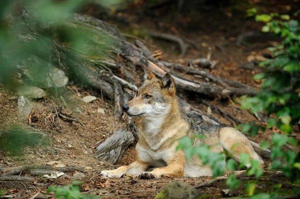 El lobo gris (canis lupus ) — Foto de Stock