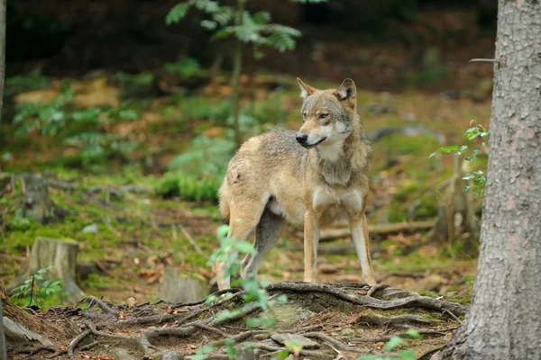 De grijze wolf (canis lupus) — Stockfoto