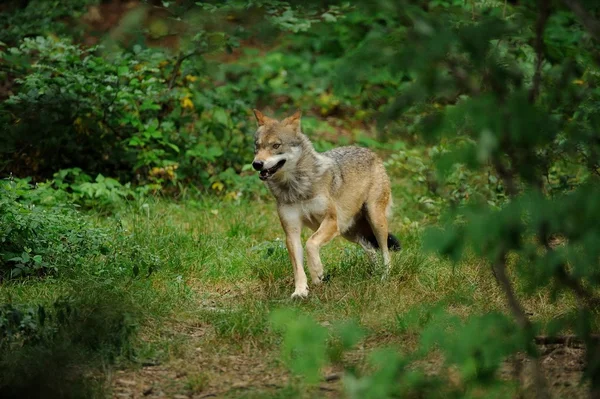 El lobo gris (canis lupus ) — Foto de Stock