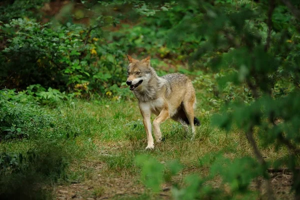 De grijze wolf (canis lupus) — Stockfoto