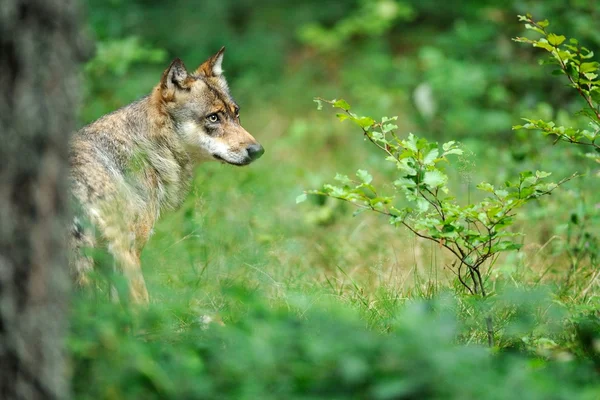 O lobo cinzento (canis lupus ) — Fotografia de Stock