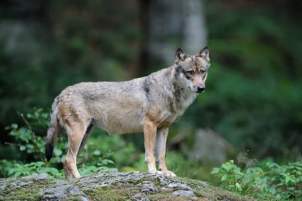 De grijze wolf (canis lupus) — Stockfoto