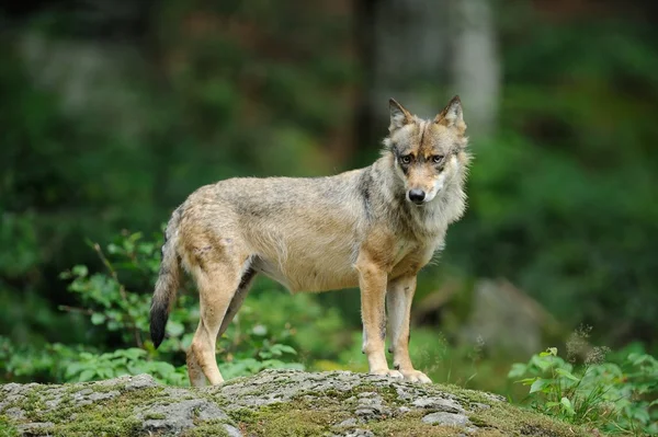 หมาป่าสีเทา (canis lupus ) — ภาพถ่ายสต็อก