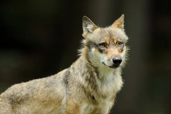 Den grå ulven (canis lupus ) – stockfoto