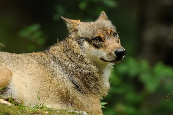 Το γκρι λύκος (canis lupus) — Φωτογραφία Αρχείου