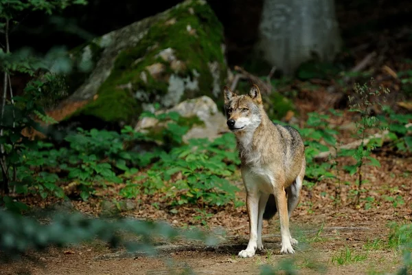 Il lupo grigio (canis lupus ) — Foto Stock