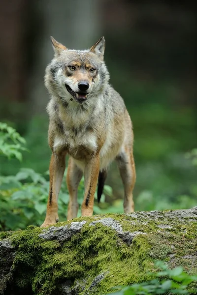 Il lupo grigio (canis lupus ) — Foto Stock