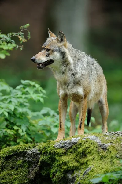 Den grå ulven (canis lupus ) – stockfoto