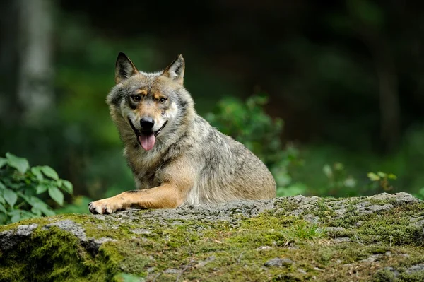 O lobo cinzento (canis lupus ) — Fotografia de Stock