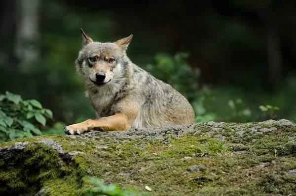 O lobo cinzento (canis lupus ) — Fotografia de Stock