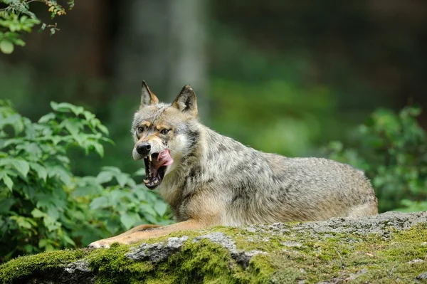 Den grå ulven (canis lupus ) – stockfoto