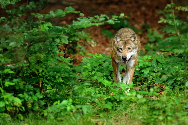 De grijze wolf (canis lupus) — Stockfoto