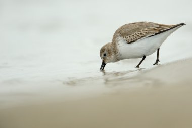 Dunlin (Calidris alpina)
