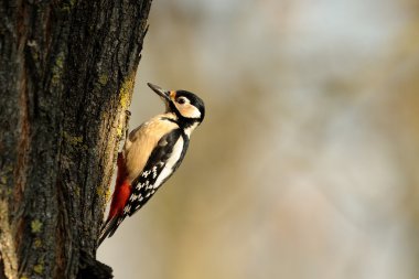 Büyük Benekli Ağaçkakan (Dendrocopos major)