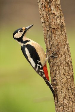 Büyük Benekli Ağaçkakan (Dendrocopos major)