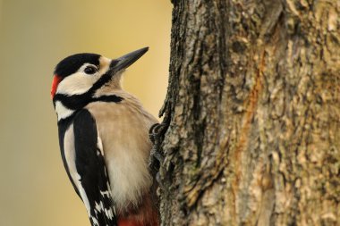 Büyük Benekli Ağaçkakan (Dendrocopos major)