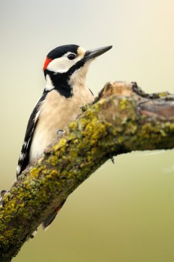 Büyük Benekli Ağaçkakan (Dendrocopos major)
