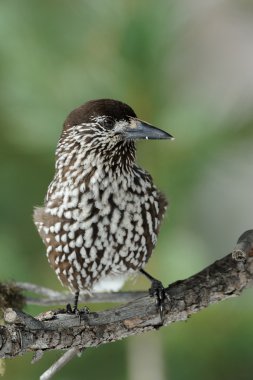 Fındıkkıran (Nucifraga caryocatactes)