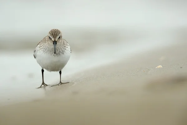 Dunlin (Calidris alpina) — Stock Photo, Image