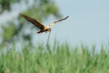 Marsh Harrier (Sirk Aeruginosus)