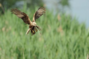 Marsh Harrier (Sirk Aeruginosus)