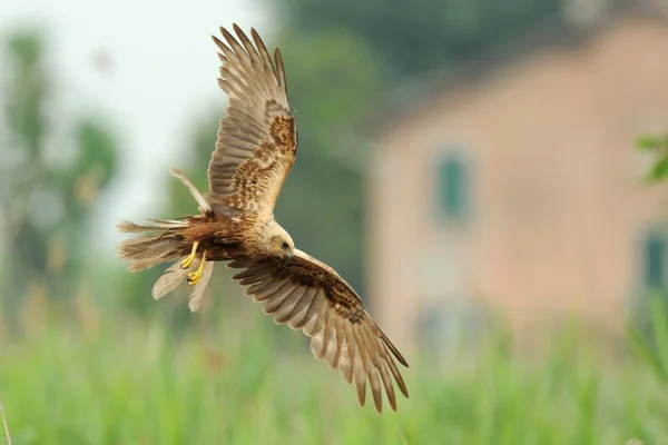 Harrier des marais (circus aeruginosus)) — Photo