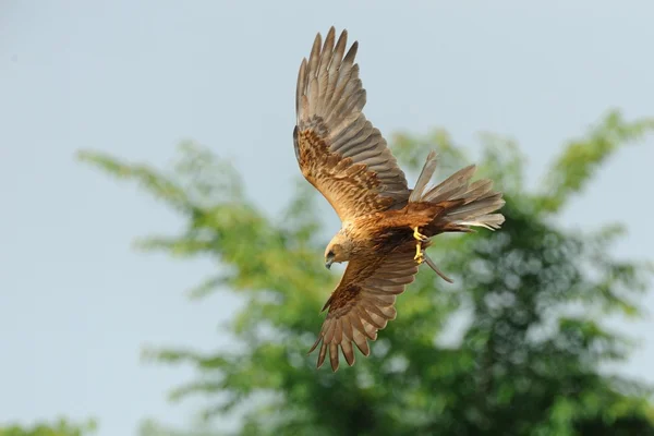 Rohrweihe (circus aeruginosus)) — Stockfoto