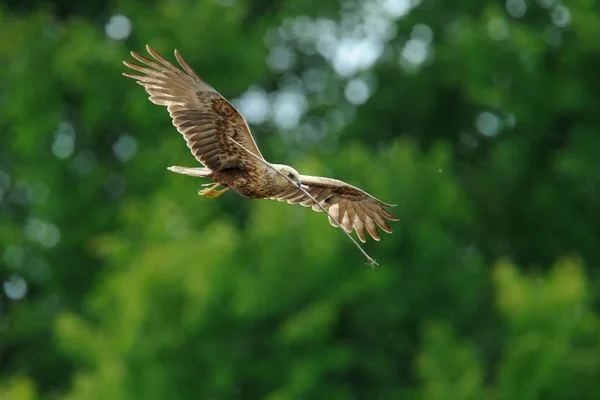 Harrier pantano (circo aeruginosus) —  Fotos de Stock