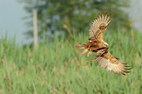 Marsh Harrier (Circus aeruginosus)