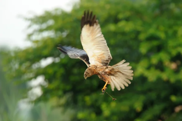 Harrier des marais (circus aeruginosus)) — Photo