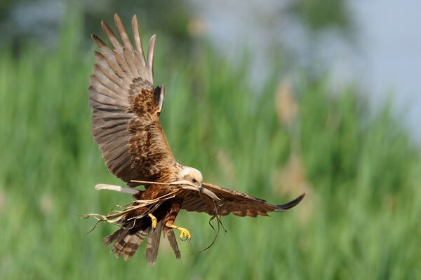 Marsh Harrier (Circus aeruginosus)