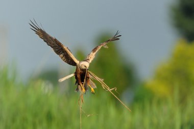 Marsh Harrier (Sirk Aeruginosus)