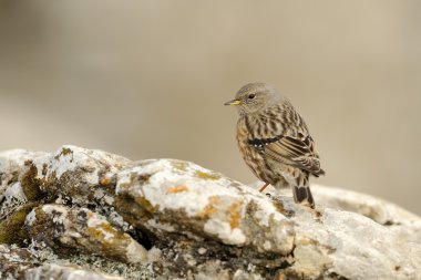Alp dağ bülbülü (prunella collaris)