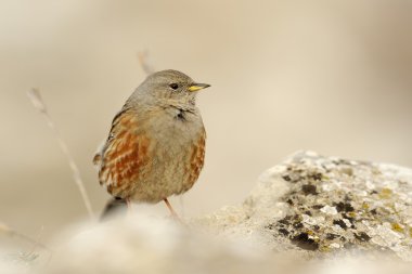 Alp dağ bülbülü (prunella collaris)