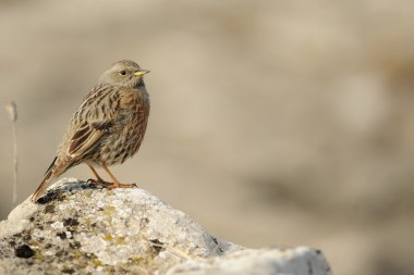 Alp dağ bülbülü (prunella collaris)