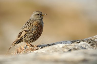 Alp dağ bülbülü (prunella collaris)