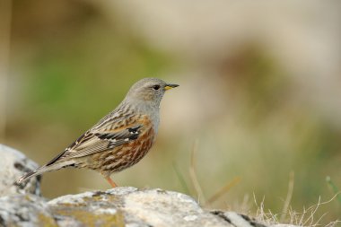 Alp dağ bülbülü (prunella collaris)