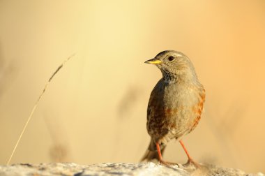 Alp dağ bülbülü (prunella collaris)