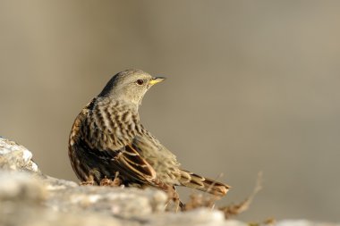 Alp dağ bülbülü (prunella collaris)