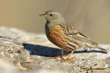 Alp dağ bülbülü (prunella collaris)