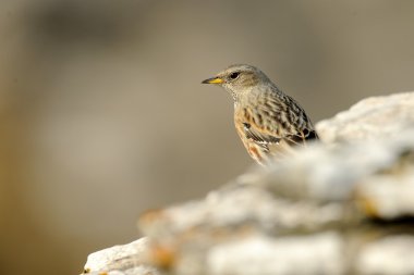 Alp dağ bülbülü (prunella collaris)