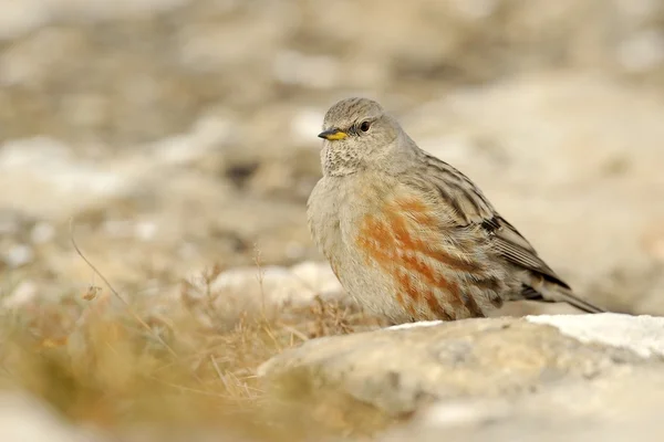 Aksentor Alpen (Prunella collaris ) — Stok Foto