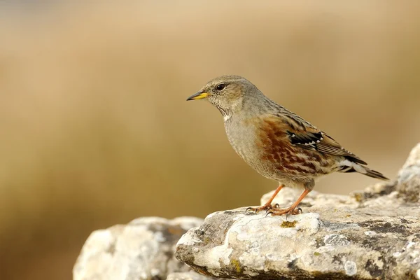 Alp dağ bülbülü (prunella collaris) — Stok fotoğraf