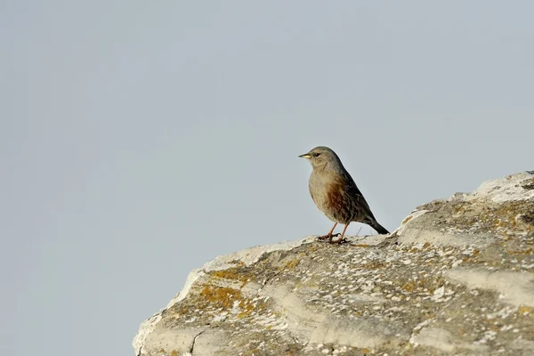 Acento alpino (Prunella collaris ) —  Fotos de Stock