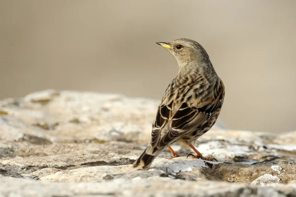 Acento alpino (Prunella collaris ) — Foto de Stock