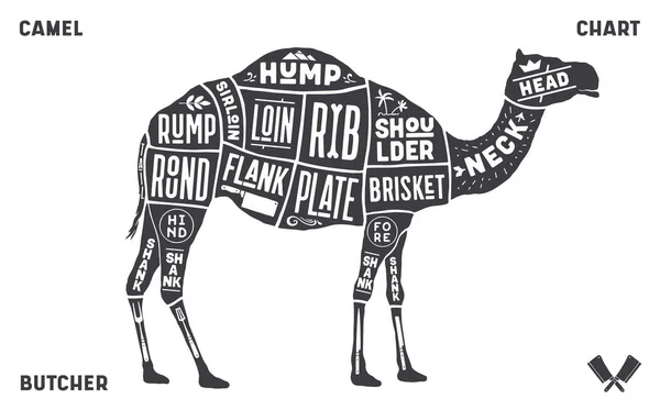 Camello Dromedario Esquema Diagrama Camello Gráfico Guía Del Carnicero Vintage — Vector de stock