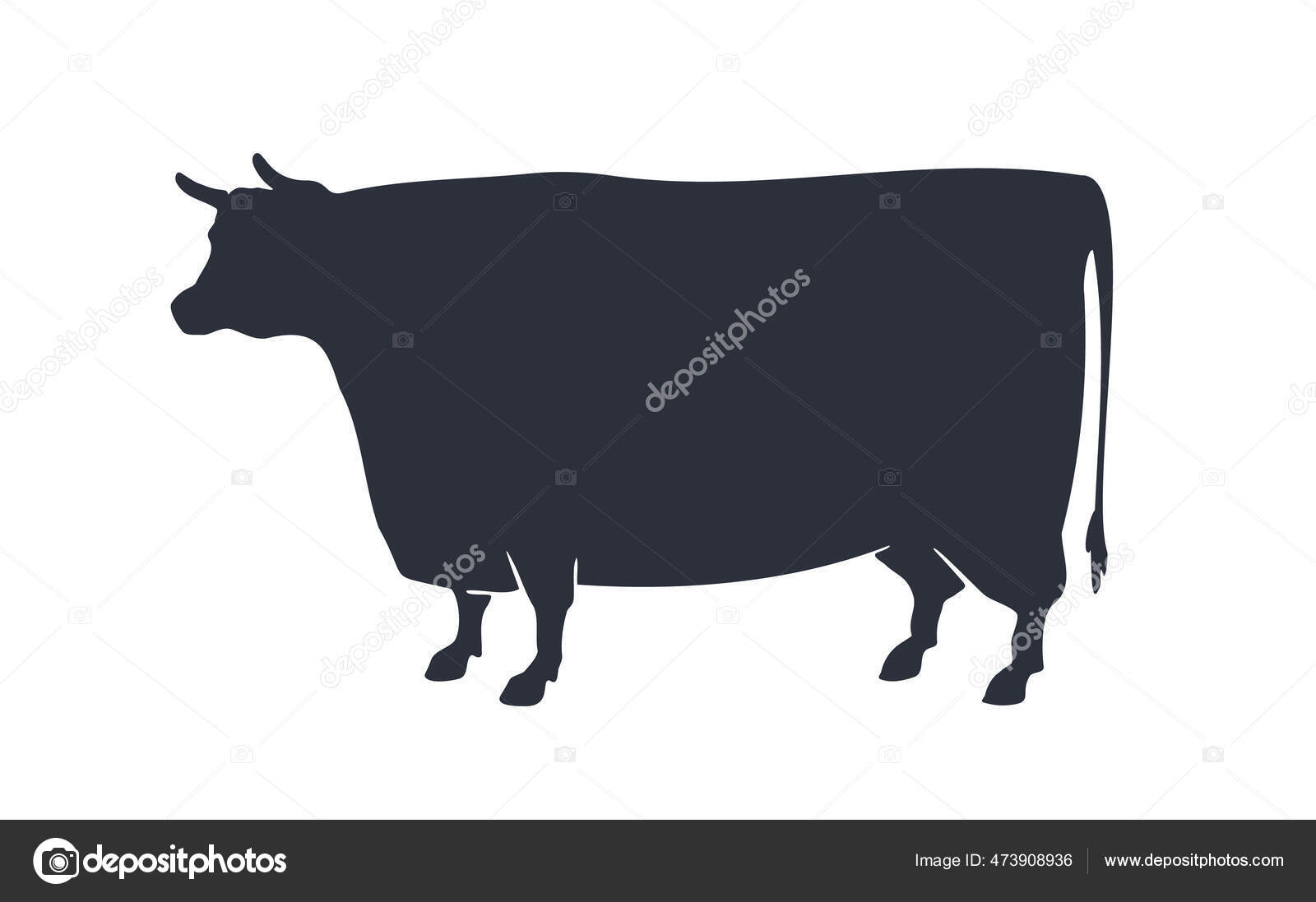 Silueta Vaca Toro Silueta Vaca Toro Aislada Blanco Negro Vintage Vector de  stock #473908936 de ©FoxysGraphic, image size:1600x1097
